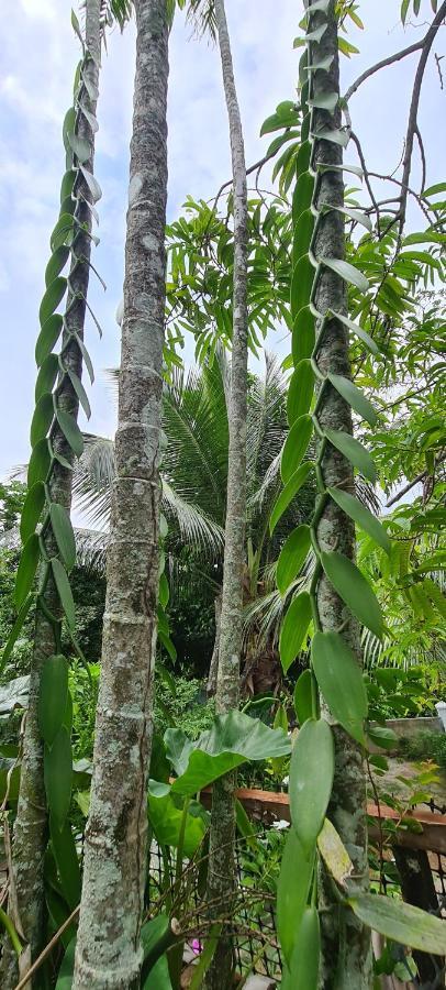 Harmony Self-Catering Apartments Vịnh Beau Vallon Ngoại thất bức ảnh