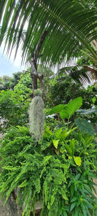 Harmony Self-Catering Apartments Vịnh Beau Vallon Ngoại thất bức ảnh